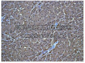 merck millipore,默克密理博,MABN1024,Anti-ARG1 Antibody, clone EPR6672(B), rabbit monoclonal