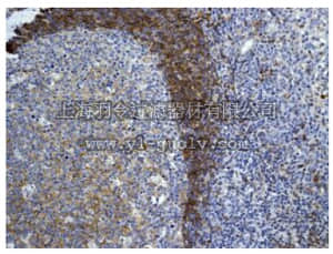 merck millipore,默克密理博,MABN1027,Anti-CD73 Antibody, clone EPR6115, rabbit monoclonal