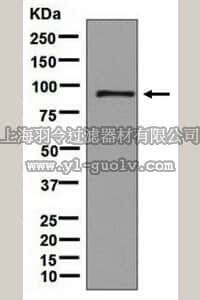 merck millipore,默克密理博,MABN1029,Anti-DNM3 Antibody, clone EPR9055, rabbit monoclonal