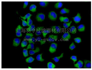 merck millipore,默克密理博,MABN1032,Anti-LysRS Antibody, clone EPR7920, rabbit monoclonal