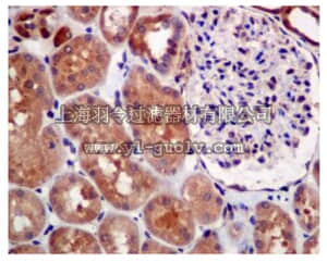 merck millipore,默克密理博,MABN1033,Anti-MGEA5 Antibody, clone EPR7154(B), rabbit monoclonal