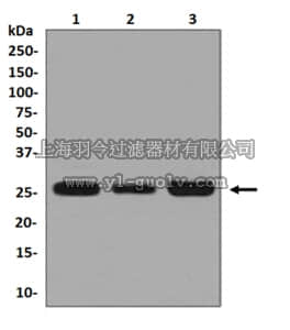 merck millipore,默克密理博,MABN1038,Anti-SBDS Antibody, clone EPR7820, rabbit monoclonal
