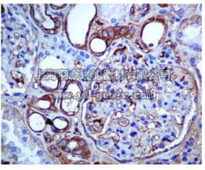 merck millipore,默克密理博,MABN1039,Anti-SLC22A3 Antibody, clone EPR6630, rabbit monoclonal