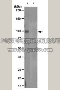 merck millipore,默克密理博,MABN103,Anti-GLUR2 pS880 (Clone 022.19.5) Antibody
