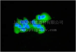 merck millipore,默克密理博,MABN1041,Anti-TAB3 Antibody, clone EPR5965, rabbit monoclonal