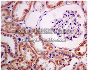 merck millipore,默克密理博,MABN1044,Anti-WNK1 Antibody, clone EPR2726(3), rabbit monoclonal