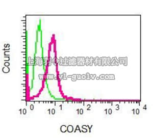 merck millipore,默克密理博,MABN1048,Anti-COASY Antibody, clone EPR8246, rabbit monoclonal