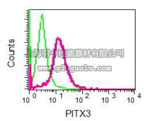 merck millipore,默克密理博,MABN1052,Anti-PITX3 Antibody, clone EPR8868, rabbit monoclonal