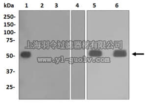 merck millipore,默克密理博,MABN1055,Anti-Human IgG Antibody1, clone EPR4417, rabbit monoclonal