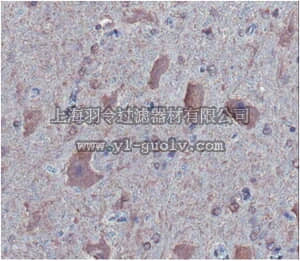 merck millipore,默克密理博,MABN108,Anti-Synaptotagmin 3 Antibody, clone 1E4.2