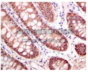merck millipore,默克密理博,MABN1090,Anti-Thioredoxin 1 Antibody, clone EPR6110, rabbit monoclonal