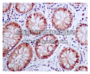 merck millipore,默克密理博,MABN1091,Anti-Tug Antibody, clone EPR8615, rabbit monoclonal