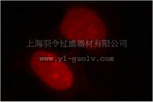 merck millipore,默克密理博,MABN1096,Anti-HDGF, clone 60064-1 Antibody