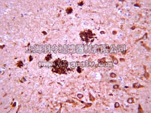 merck millipore,默克密理博,MABN10,Anti-Amyloid β Antibody, clone W0-2