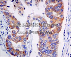 merck millipore,默克密理博,MABN1114,Anti-PI3K Type 3, clone EPR5301, Rabbit Monoclonal Antibody