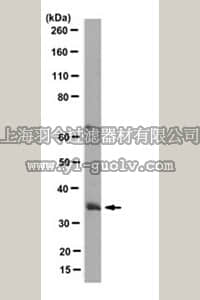 merck millipore,默克密理博,MABN120,Anti-KLF7 Antibody, clone 8G8.1