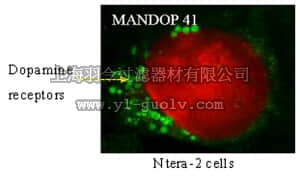 merck millipore,默克密理博,MABN125,Anti-DRD4 Antibody, clone 2B9