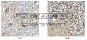 merck millipore,默克密理博,MABN130,Anti-SQSTM1 Antibody, clone 20F1.1
