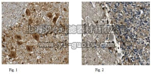 merck millipore,默克密理博,MABN131,Anti-VCP Antibody, clone 10A8.2
