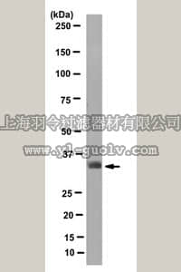 merck millipore,默克密理博,MABN136,Anti-Aquaporin 1 Antibody, clone 17E12.3