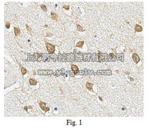 merck millipore,默克密理博,MABN139,Anti-mGluR5 Antibody, clone 11D9.1