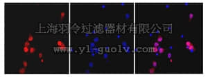 merck millipore,默克密理博,MABN140,Anti-NeuN (rabbit monoclonal) Antibody, clone 27-4