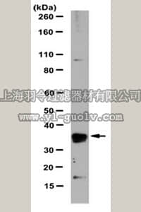 merck millipore,默克密理博,MABN155,Anti-Sox1 Antibody, clone 2B3.3