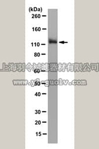 merck millipore,默克密理博,MABN158,Anti-F4/80 Antibody, clone 18G2.1