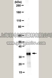 merck millipore,默克密理博,MABN160,Anti-Syntenin-1 Antibody, clone 4F4.1