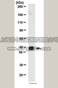 merck millipore,默克密理博,MABN162,Anti-Tau, a.a. 210-241 Antibody, clone Tau-5