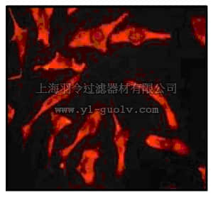 merck millipore,默克密理博,MABN16,Anti-Beclin-1 (CT) Antibody, clone EPR1733Y, rabbit monoclonal