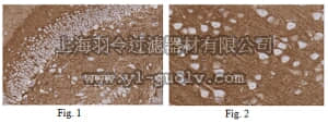merck millipore,默克密理博,MABN221,Anti-NCAM1 Antibody, clone 11G7.1