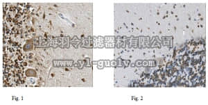 merck millipore,默克密理博,MABN223,Anti-MANF Antibody, clone 2D9.2