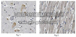 merck millipore,默克密理博,MABN226,Anti-DENR Antibody, clone 10D9.1