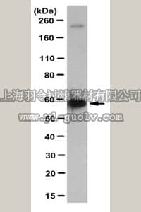 merck millipore,默克密理博,MABN230,Anti-MAO-A Antibody, clone 15E12.1