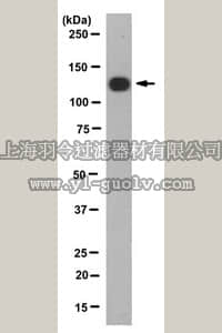 merck millipore,默克密理博,MABN236,Anti-Inducible NO synthase Antibody, clone 4E6.1
