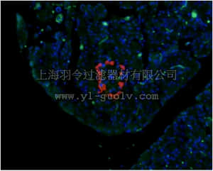 merck millipore,默克密理博,MABN238,Anti-Glucagon Antibody, clone 13D11.33