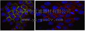 merck millipore,默克密理博,MABN249,Anti-Disks large homolog 1 (DLG1) Antibody, clone B7-1