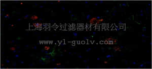 merck millipore,默克密理博,MABN254,Anti-amyloid beta peptide (MOAB-2), pan Antibody, clone 6C3