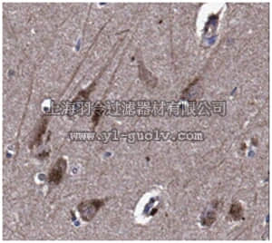 merck millipore,默克密理博,MABN259,Anti-Axin-2 Antibody, clone 5H9.1