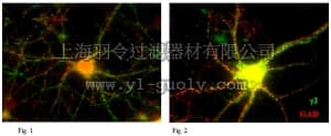 merck millipore,默克密理博,MABN263,Anti-GABA(A) receptor subunit gamma-2 Antibody, clone 10F10-C1-B8