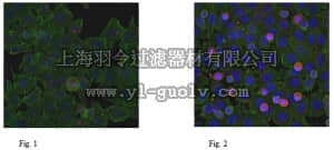 merck millipore,默克密理博,MABN266,Anti-SR-25 Antibody, clone 1F6.1