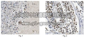 merck millipore,默克密理博,MABN268,Anti-SOX 8 Antibody, clone 4E4.1