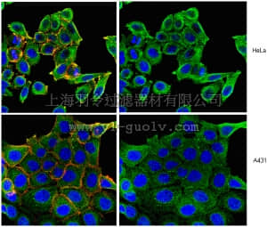 merck millipore,默克密理博,MABN281,Anti-Numb Antibody, clone 6G10.1