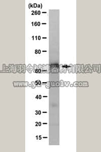 merck millipore,默克密理博,MABN283,Anti-SPATA7 Antibody, clone 8D3.4
