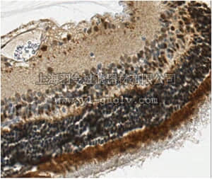 merck millipore,默克密理博,MABN291,Anti-IMPDH1 Antibody, clone 4F9.1