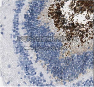 merck millipore,默克密理博,MABN293,Anti-Peripherin-2 Antibody, clone 6B10.1