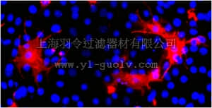 merck millipore,默克密理博,MABN299,Anti-CHL1 Antibody, clone BB13.13