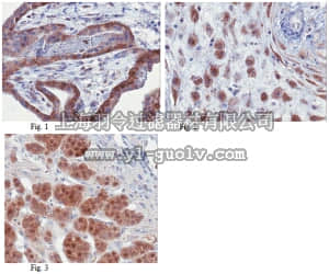 merck millipore,默克密理博,MABN300,Anti-Peroxiredoxin-5 (PRDX5) Human Antibody, clone 5 286 6F7