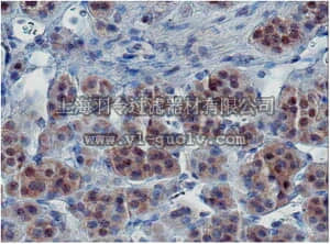 merck millipore,默克密理博,MABN301,Anti-Peroxiredoxin-5, (PRDX5) Antibody, clone 5 288 2F4